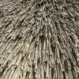 Thatch by Peter Cassidy