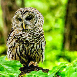 The Barred Owl by Louis Dallara