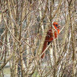 The Cardinal by Stacy Abbott