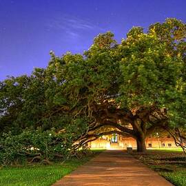 The Century Tree by David Morefield