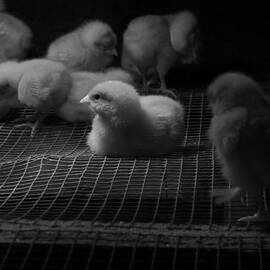 The Chick by Richard Reeve