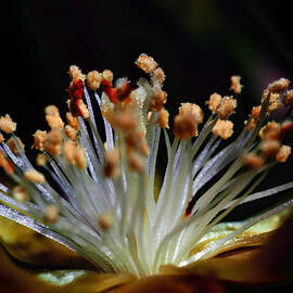 The Choir by Joe Schofield