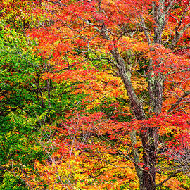 The Colors Of Autumn by Jeff Sinon