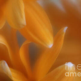 The Dance of the Petals by Mary Lou Chmura