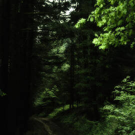 The Dark Forest by Georgia Clare