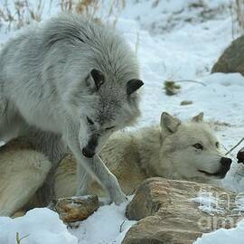 The Dominatrix by Adam Jewell