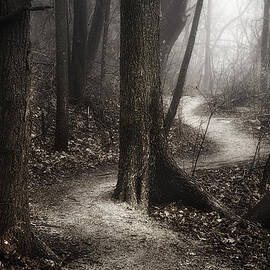 The Foggy Path by Scott Norris