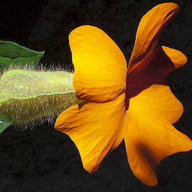 The force that through the green fuse ... by Joe Schofield