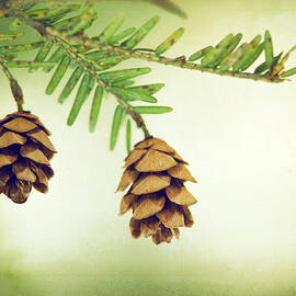 The Fragrant Breath of Pine by Carolyn Cochrane