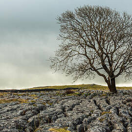 The lonely tree by Sue Leonard
