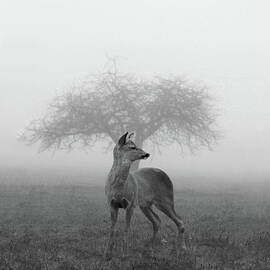 The Mist by Nicolas PiAera Martinez