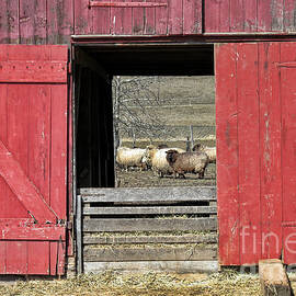 The Old Sheep Barn by Olivier Le Queinec