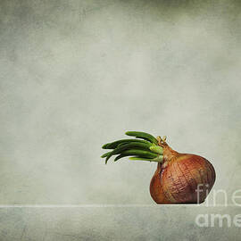 The Onions by Diana Kraleva