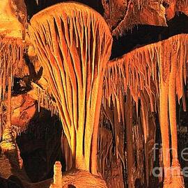 The Parachute Shield by Adam Jewell