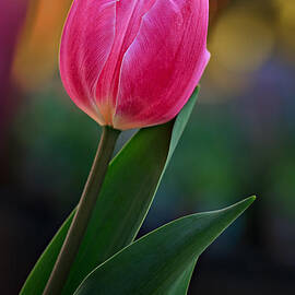 The Perfect Tulip by Mary Jo Allen