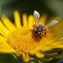 The Pollinator by Rona Black