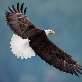 The Pose by David Yang