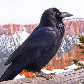 The Raven by Rona Black