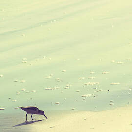 The Sandpiper by Amy Tyler