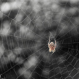 The Spider by Mary Lee Dereske