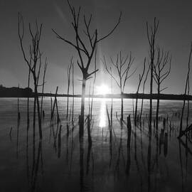 The Star Arrives by Raymond Salani III