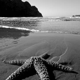 The Starfish by Peter Tellone