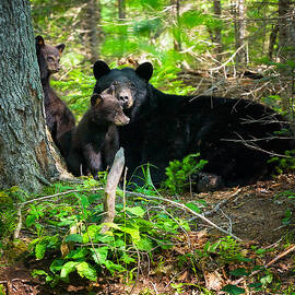 The Ultimate Single Mother Black Bear Sow And Cubs by Jeff Sinon