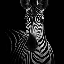 The Zebra by Wildphotoart