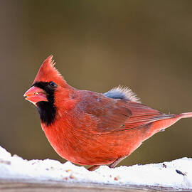 Things Are Looking Up by Jeff Sinon