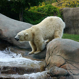 Thirsty Polar Bear by Richard Reeve