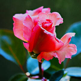 This Morning's Rose by Joe Schofield