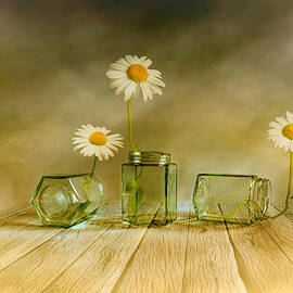 Three daisies by Veikko Suikkanen