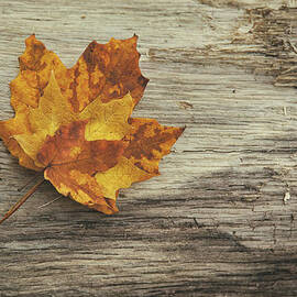 Three Leaves by Scott Norris