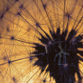 Through A Sunset Dandy  by Bill and Linda Tiepelman