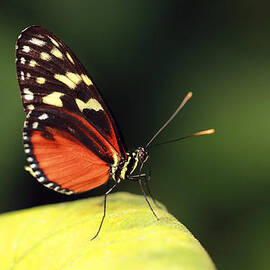Tiger longwing by Grant Glendinning