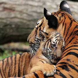 Tiger Mother And Cub by Thedman