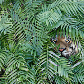 Tiger Peering Through Dense Forest by John M Lund Photography Inc