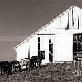 Tobaccows by Olivier Le Queinec