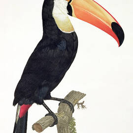 Toucan by Jacques Barraband