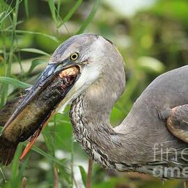 Tough To Swallow by Adam Jewell