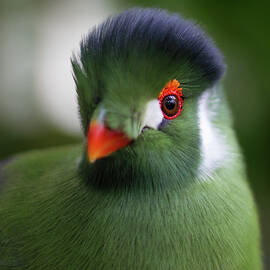Touraco by Malaussena Benoit