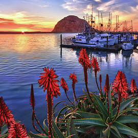 Tranquil Harbor by Beth Sargent