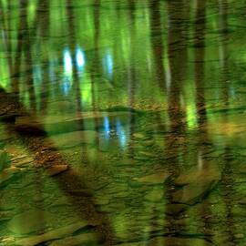 Translucent Forest Reflections by Adam Jewell
