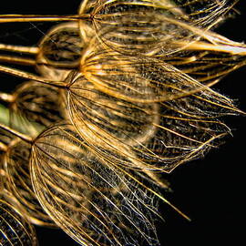 Transparent Flowers by Dale Kauzlaric