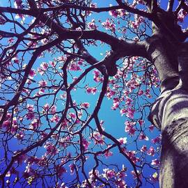 Tree Blossoms by Rocksunderwater