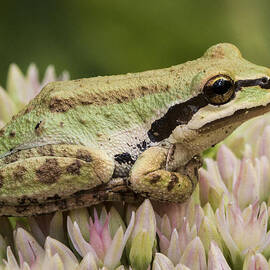 Tree Frog on Sedum by Jean Noren