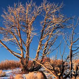 Tree Glow by Adam Jewell