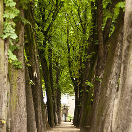 Tree Lined Avenue at Pere Lachaise by Georgia Clare