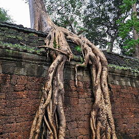 Tree roots on ruins at Angkor Wat by Sami Sarkis Photography