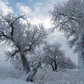 Tree Shapes Against a Wintry Sky by Cascade Colors